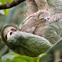 Sloth Tanah Purba Mediterania Adalah Kota